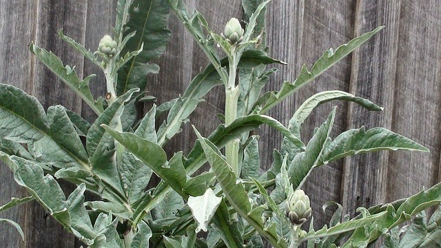 Active ingredients are present mostly in leafs.
