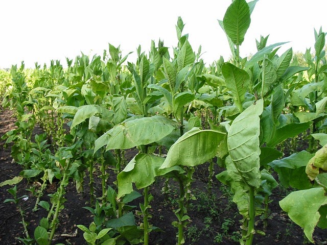 Tobacco plants