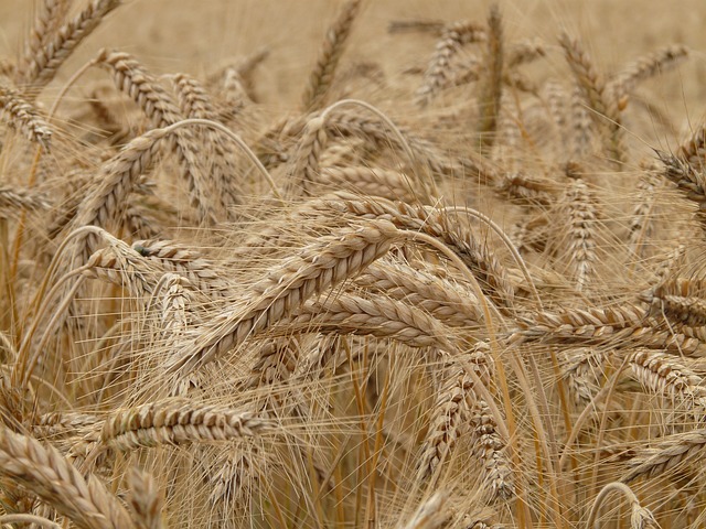 Grains are often contaminated with mycotoxins. Another problem is Glyphosate that is often applied shortly before harvesting.
