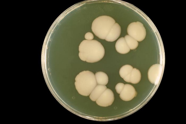 Candida_albicans