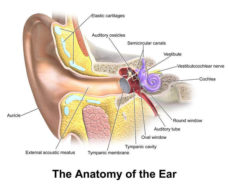 Blausen.com staff. "Blausen gallery 2014". Wikiversity Journal of Medicine. DOI:10.15347/wjm/2014.010. ISSN 20018762. Eustachian tube protects the middle ear by equalizing pressure between the middle ear and the atmosphere