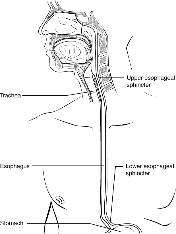 esophagus_sphincter
