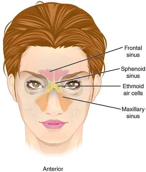 Sinuses. Image by CFCF on WikiPedia.org