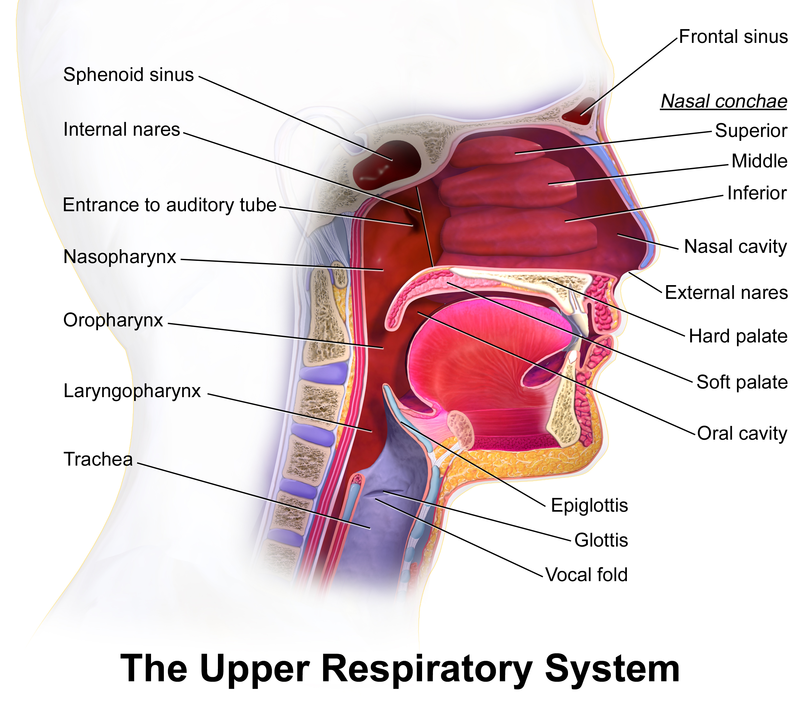 Blausen.com staff. "Blausen gallery 2014". Wikiversity Journal of Medicine. DOI:10.15347/wjm/2014.010. ISSN 20018762. The auditory tube (Eustachian tube) entrance is directly connected to throat and esophagus so if you can feel the heartburn then the same acid can get into the auditory tube (Eustachian tube) if the upper esophageal sphincter is loose.