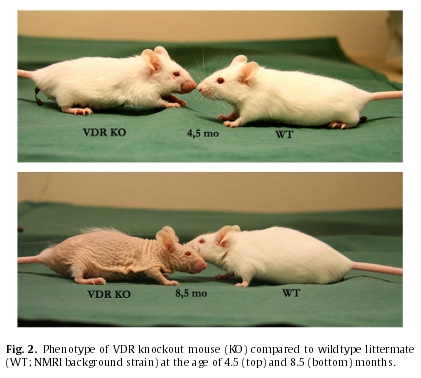 mouse_vdr
