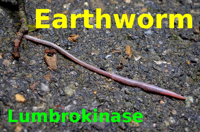 Lumbrokinase is produced by earthworm species.