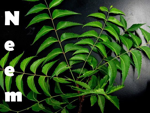Neem thins the blood and thus helps the lymph flow.