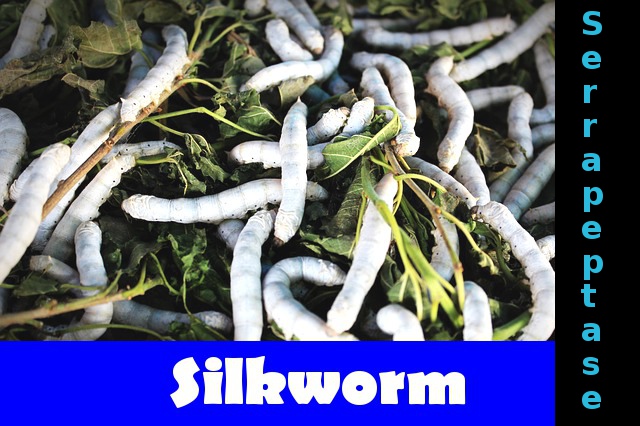 Serrapeptase is produced by bacteria originally found in digestive tract of silkworm.