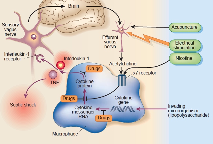cholinergic_antiinflammatory