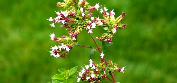 Oregano