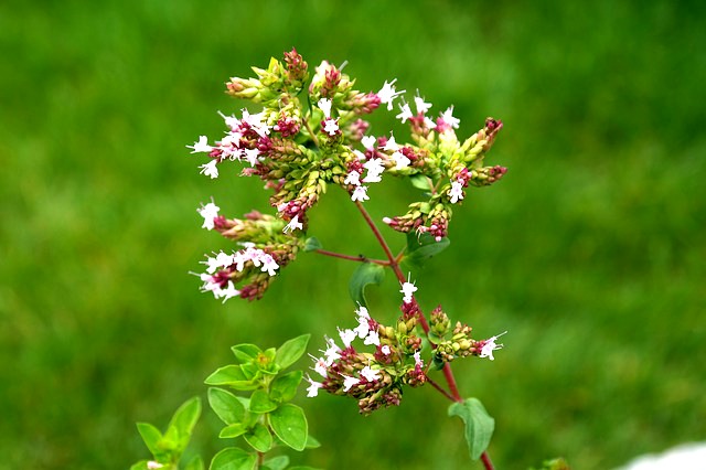 Oregano