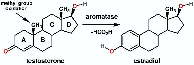 testosterone_to_estradiol_conversion