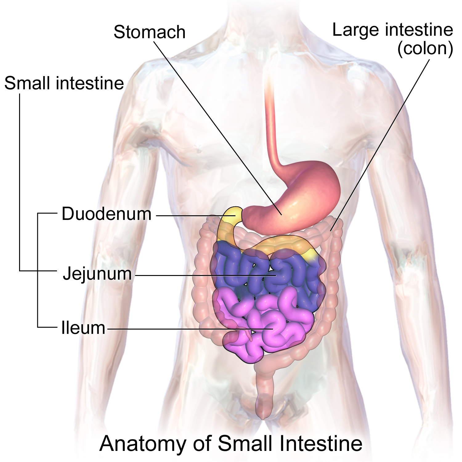 Duodenum, Jejunum, Ileum and psoriasis